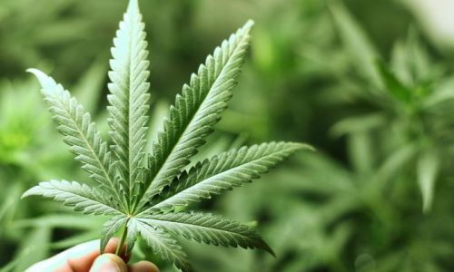 Trademark provisions under the new Cannabis Act